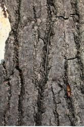 Tree Bark